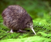 Tổng quan về đất nước New Zealand
