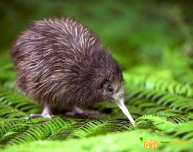 Tổng quan về đất nước New Zealand
